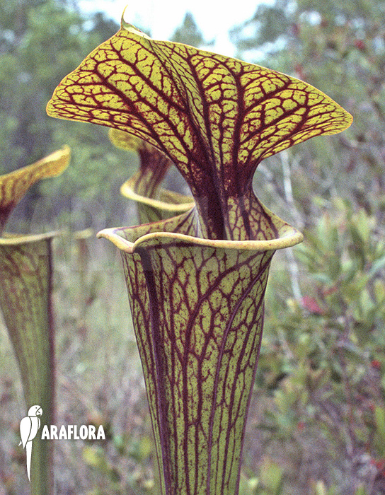 Sarracenia flava var. ornata ‘960019’