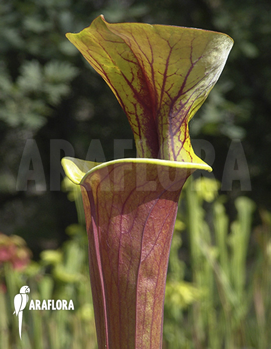 Sarracenia flava var. rubricorpora ‘020018’