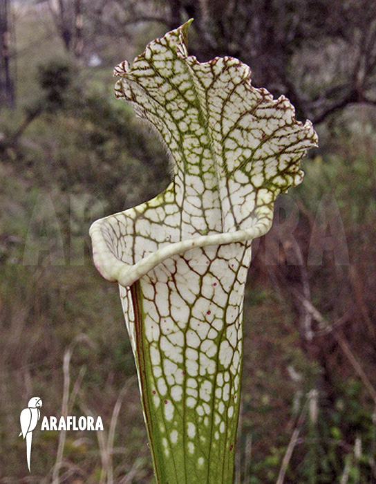 Sarracenia leucophylla ‘970024’