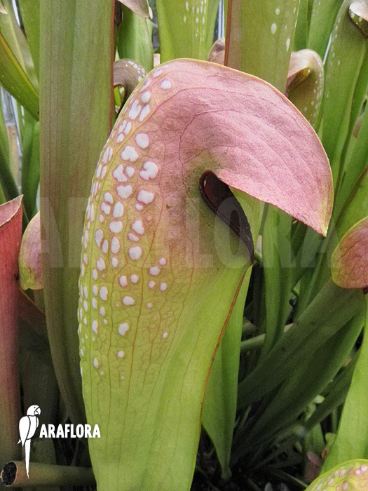 Sarracenia minor ‘990028’