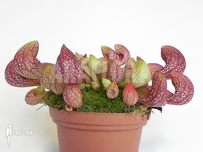 Sarracenia psittacina ‘L’