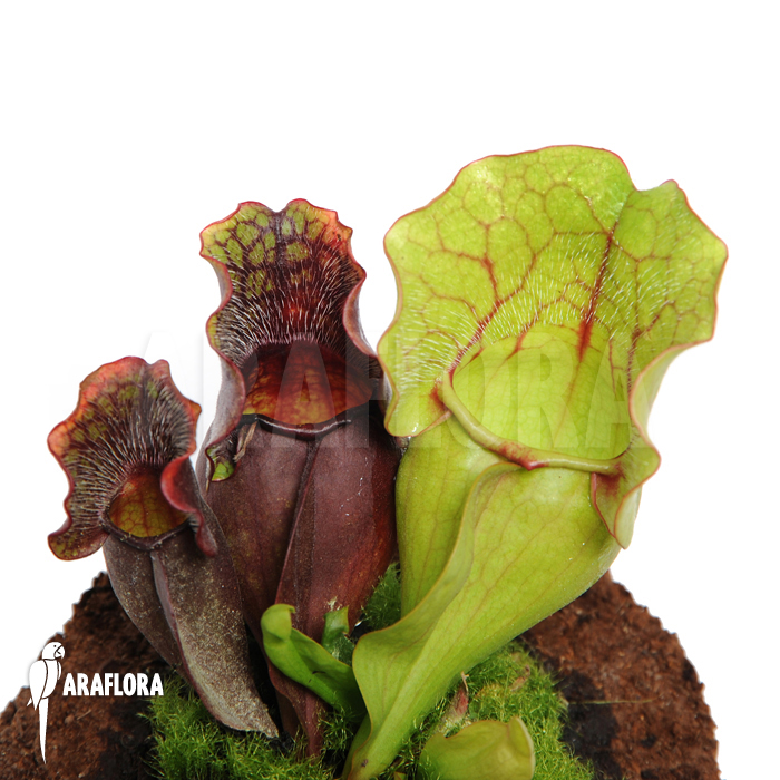 Sarracenia purpurea var. venosa ‘M’