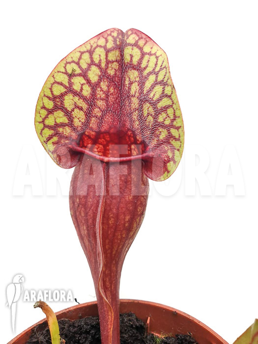 Sarracenia x Hans ‘M’