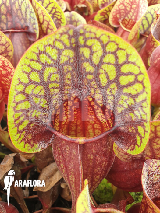 Sarracenia x Hans ‘M’