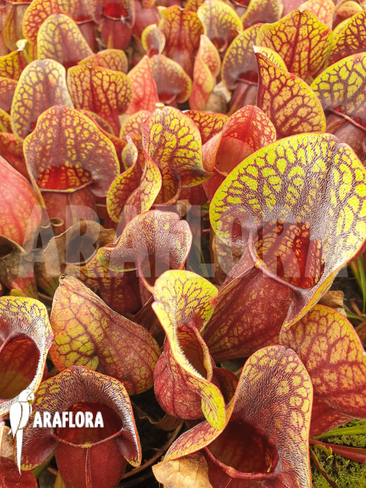 Sarracenia x Hans ‘M’