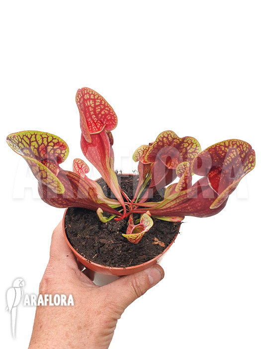 Sarracenia x Hans ‘XL’