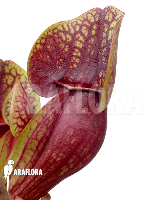Sarracenia x Hans ‘XL’