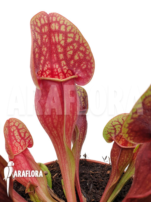 Sarracenia x Hans ‘XL’