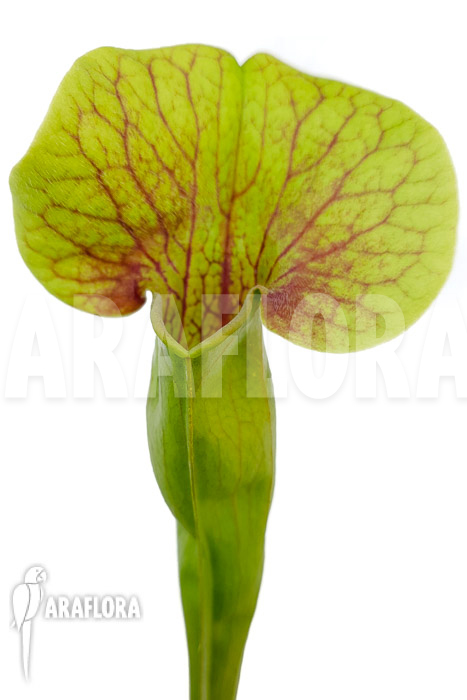 Sarracenia x Ray