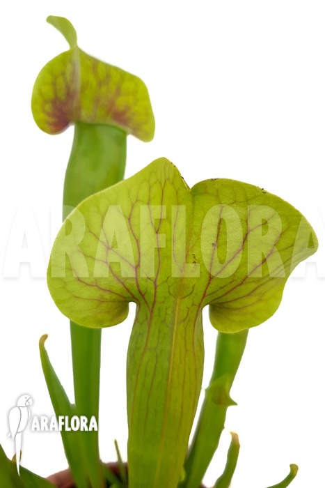 Sarracenia x Ray