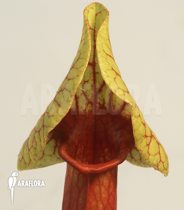 Sarracenia x catesbaei ‘S’