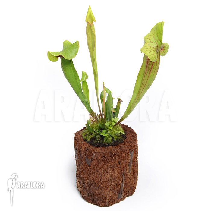 Sarracenia x catesbaei ‘S’