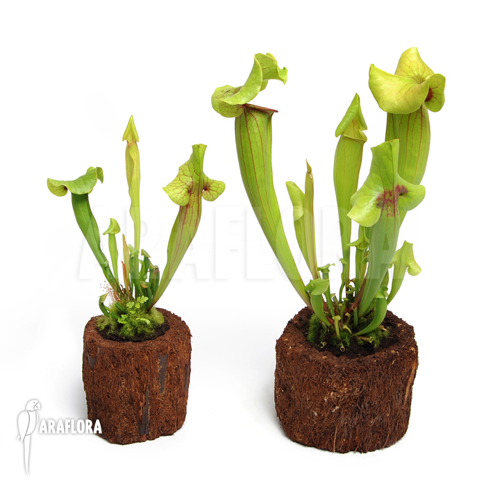 Sarracenia x catesbaei ‘S’