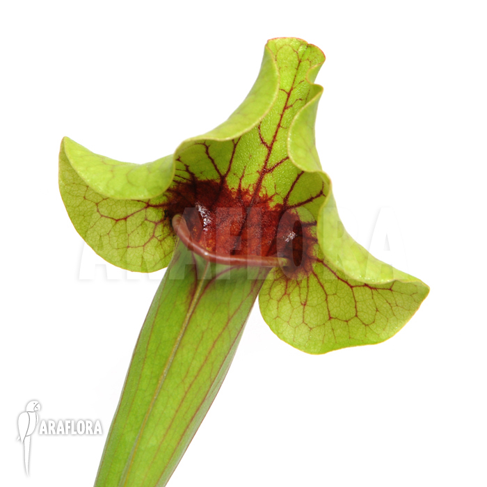 Sarracenia x catesbaei ‘XL’