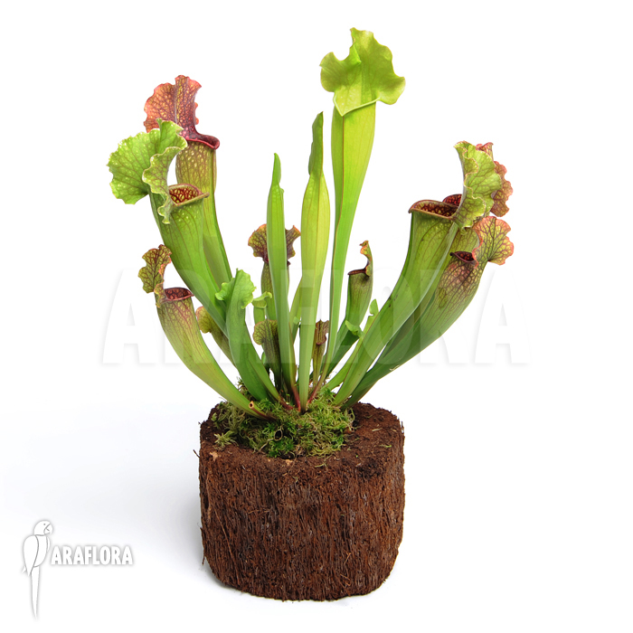 Sarracenia x leucophylla x mitchelliana ‘XL’