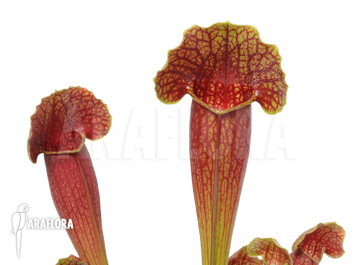 Sarracenia x purpurea hybrid ‘Barbapapa’ ‘M’