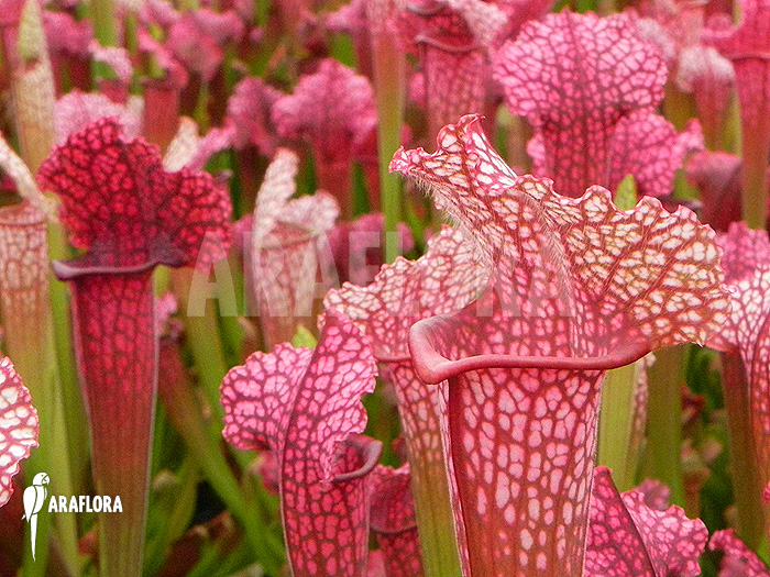 Sarracenia-x_Jutha-tip-Soper_M-1