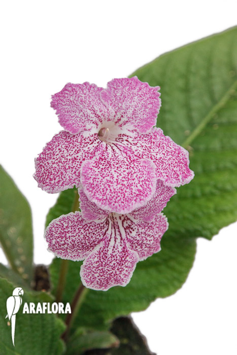 Streptocarpus hybrid Pink-speckled