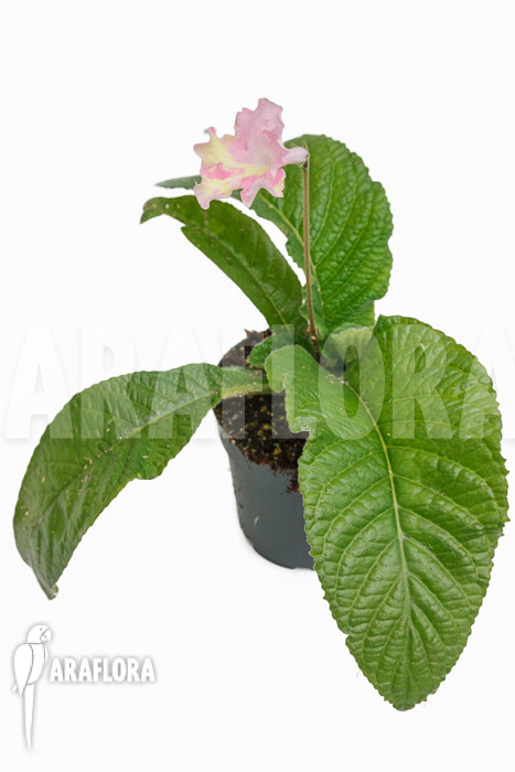 Streptocarpus hybrid Yellow-pink