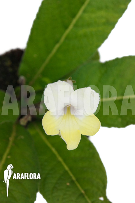 Streptocarpus hybrid Yellow-white
