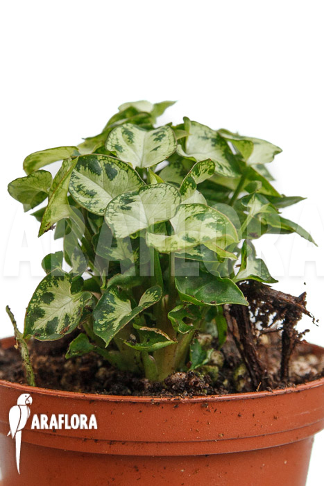 Syngonium Mini ‘M’