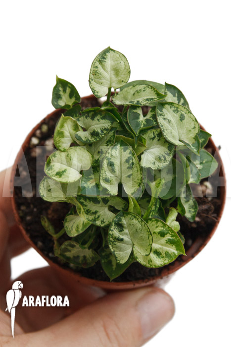Syngonium Mini ‘M’