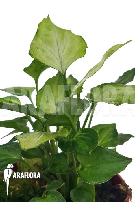 Syngonium ‘Mouse ears’