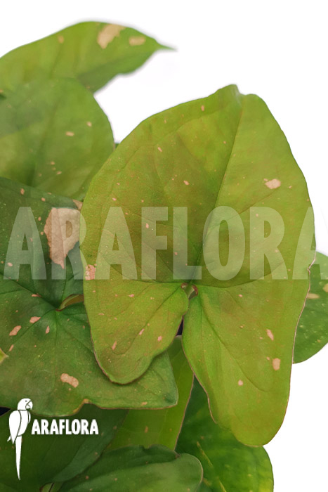 Syngonium ‘Pink splash’