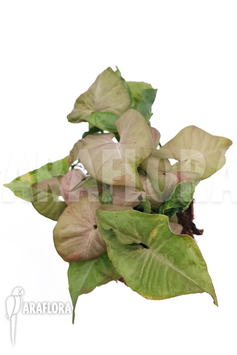 Syngonium ‘Pink spot’