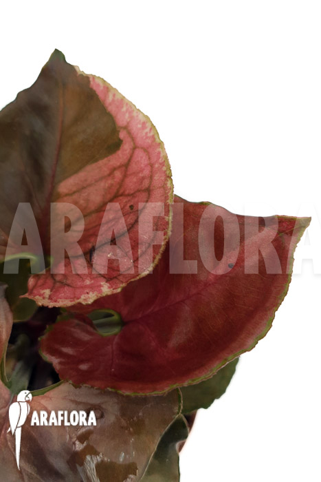 Syngonium ‘Strawberry Ice’