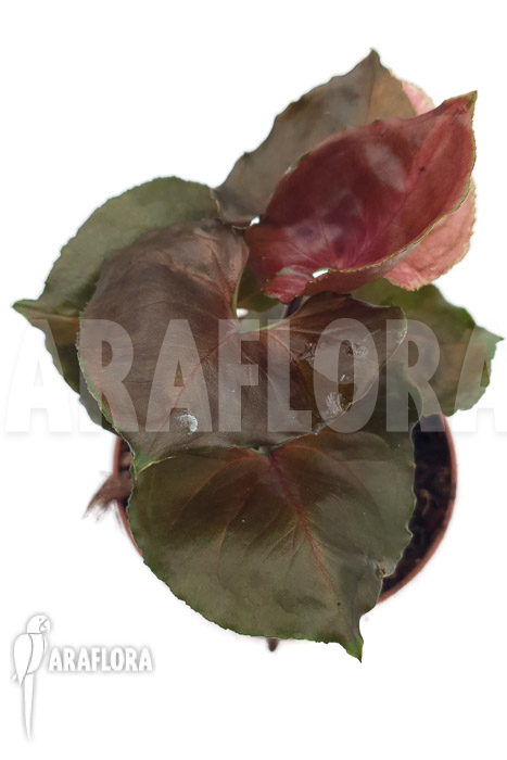 Syngonium ‘Strawberry Ice’