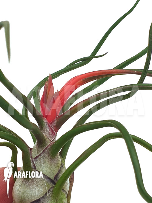 Tillandsia bulbosa