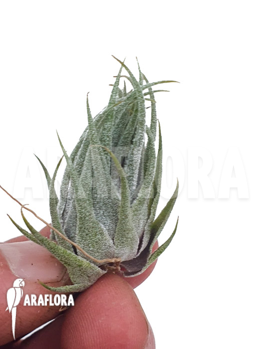 Tillandsia kautskyi ‘M’