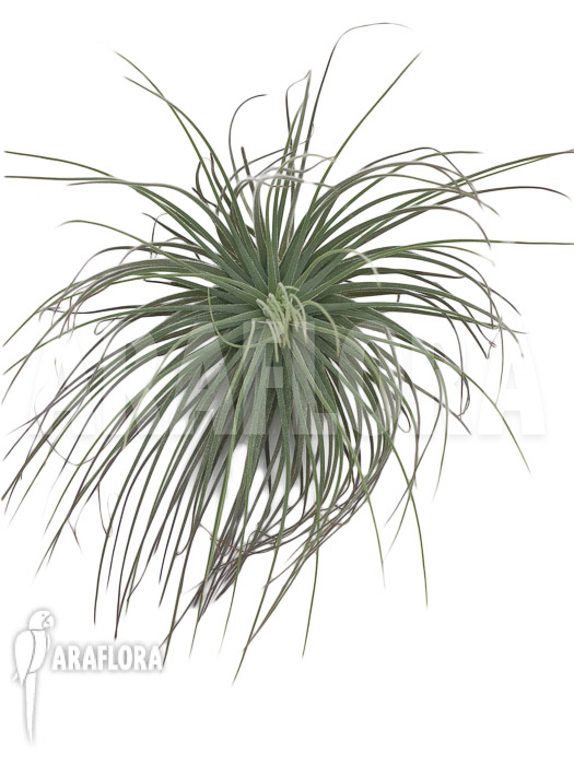 Tillandsia latifolia