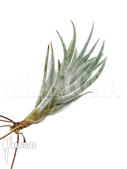 Tillandsia mitlaensis unmounted