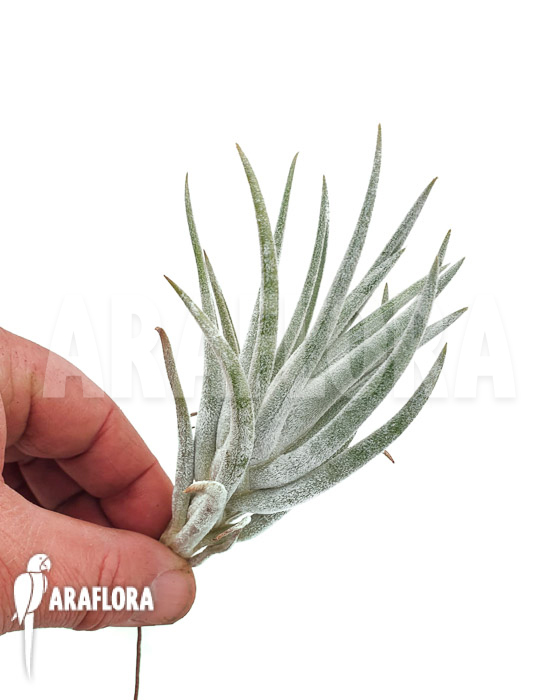 Tillandsia mitlaensis unmounted