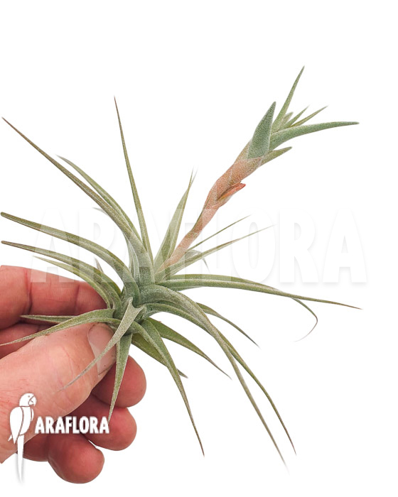 Tillandsia murorum