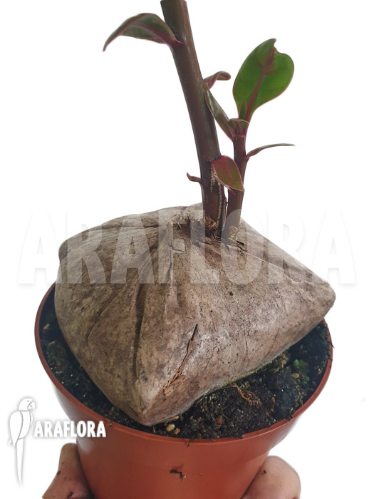 Barringtonia asiatica