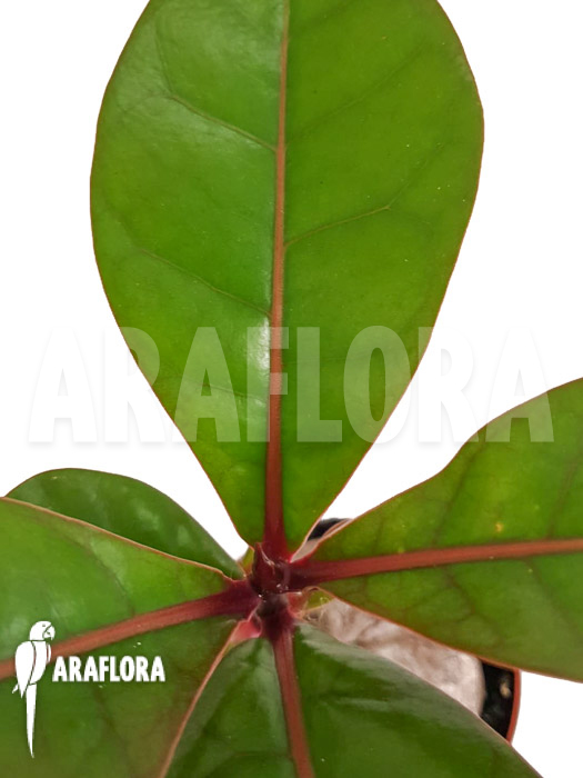 Barringtonia asiatica