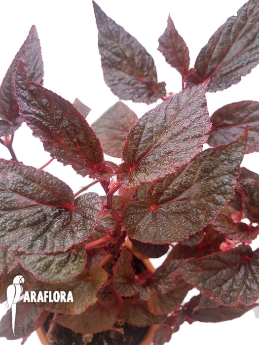 Begonia x ‘U062’