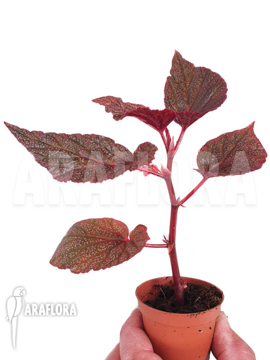 Begonia x ‘U062’