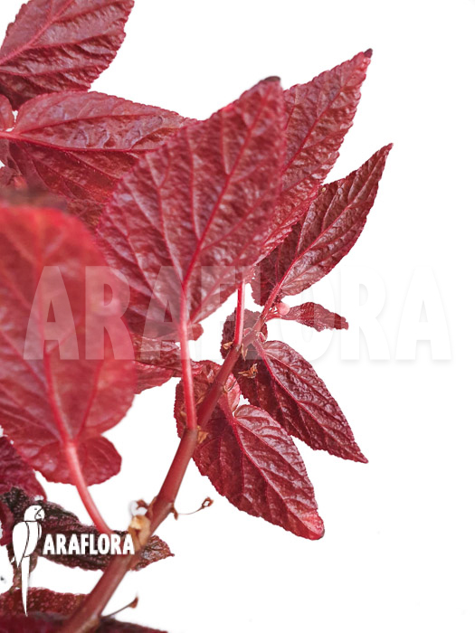 Begonia x ‘U062’