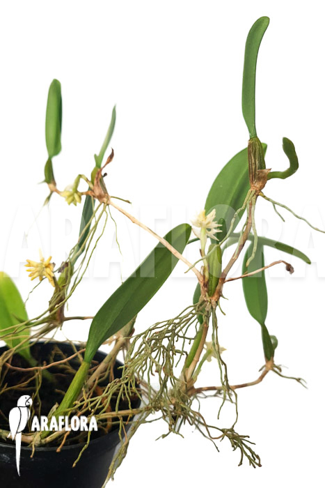 Bulbophyllum odoratissimum