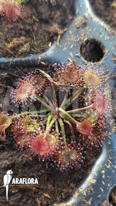 Drosera gracilis