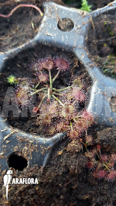 Drosera gracilis