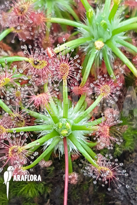 Drosera palacea (true type)