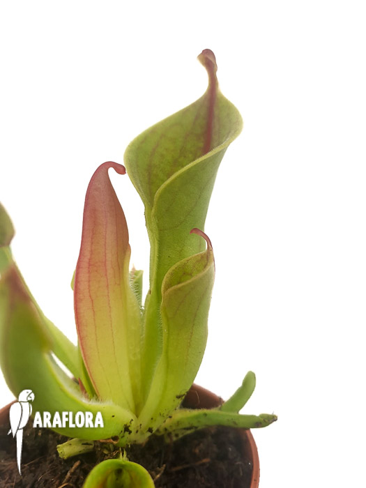 Heliamphora minor ‘M’