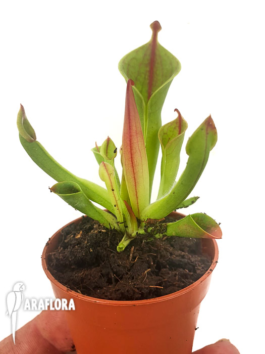 Heliamphora minor ‘M’