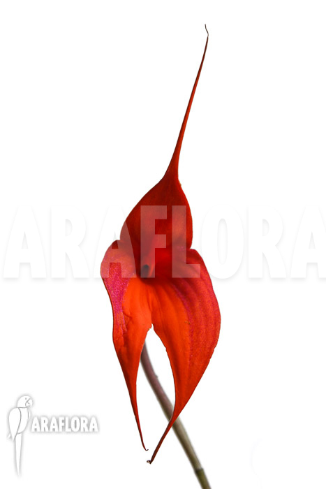 Masdevallia veitchiana