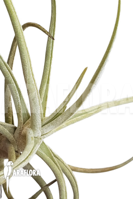Tillandsia duratii ‘M’